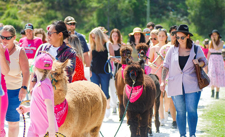 Australia’s-Biggest-Alpaca-Walk