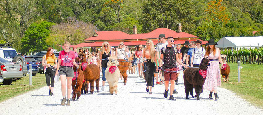 Australia's Biggest Alpaca Walk