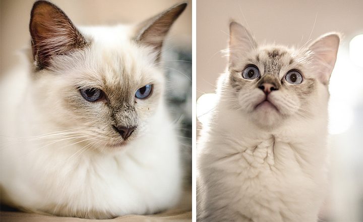 Bonnie-and-Clyde-at-Crazy-Cat-Cafe
