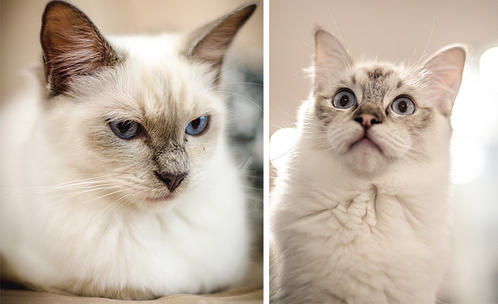 Bonnie & Clyde at Crazy Cat Cafe