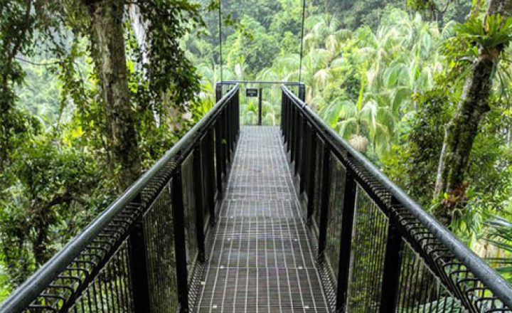 Gold-Coast-Accessible-Activities-Tamborine-Rainforest-Skywalk-Image