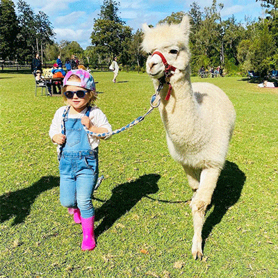 Gold Coast With Toddlers Mountview Alpaca Farm