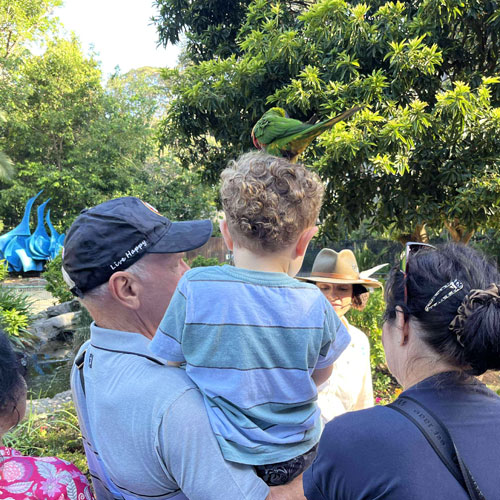 Lorikeet Feeding at Currumbin Wildlife Sanctuary