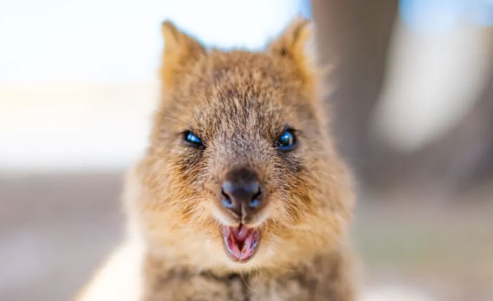 Meet the Quokkas