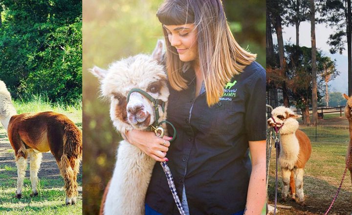 Mountview-Alpaca-Farm-Banner-1