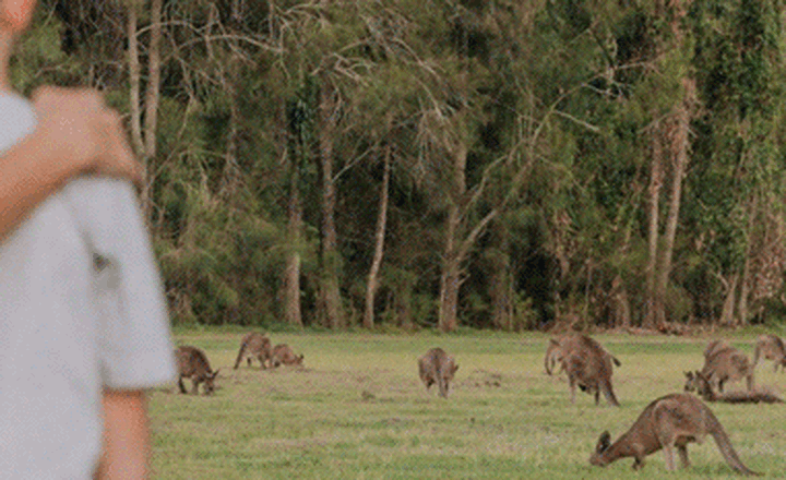 Nature-Trails-Gold-Coast-Images