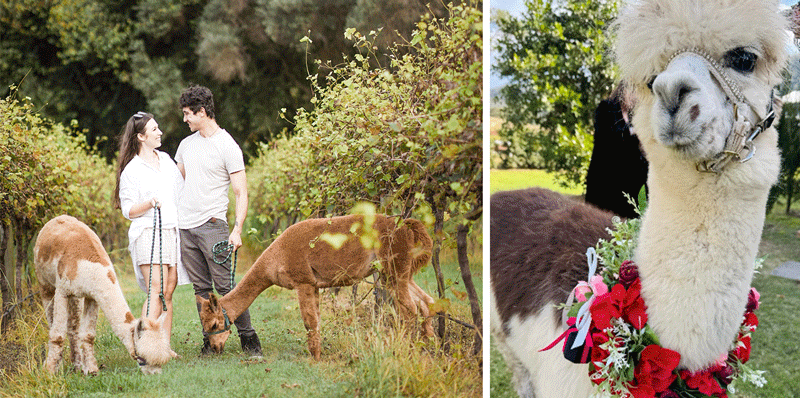 Proposal Gold Coast at Mountview Alpaca Farm