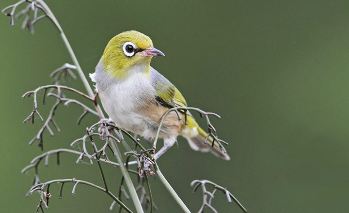 Silvereye-birds-in-backyards