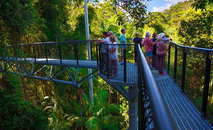 Tamborine-Rainforest-Skywalk