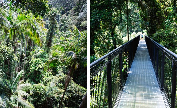 Tamborine-Rainforest-Skywalk-Facebook-1