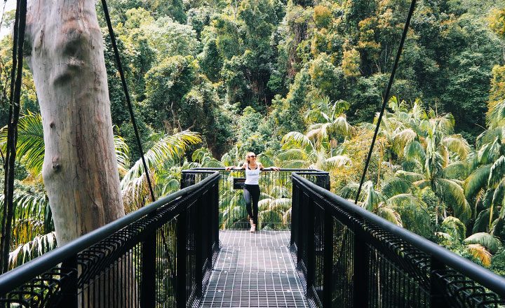 Tamborine-Rainforest-Skywalk-Featured