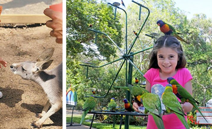 Top-Gold-Coast-Kids-Activities-Currumbin-Wildlife-Sanctuary