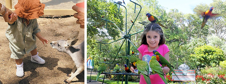 Top Gold Coast Kids Activities Currumbin Wildlife Sanctuary