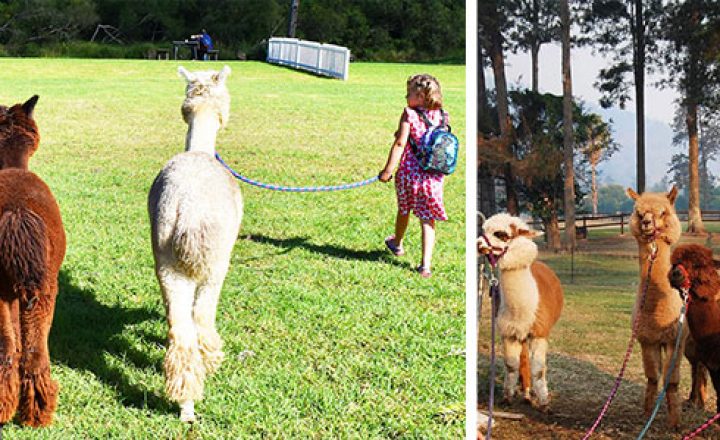 Top-Gold-Coast-Kids-Activities-Mountview-Alpaca-Farm-Image