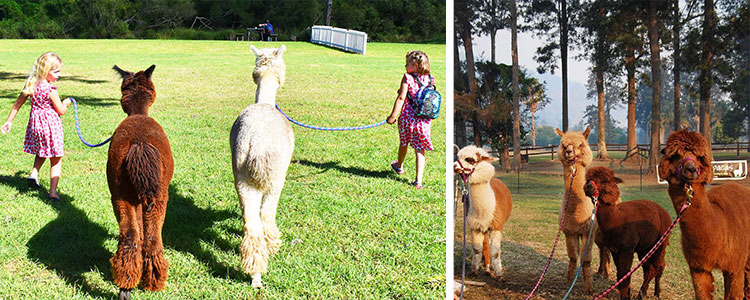 Top Gold Coast Kids Activities Mountview Alpaca Farm