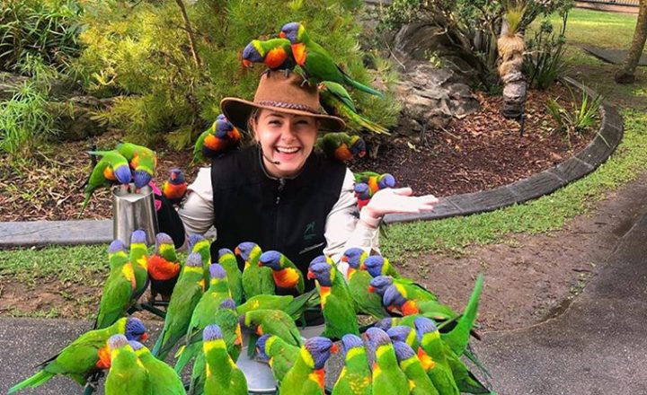 currumbin_wildlife_sanctuary_lorikeet_feeding