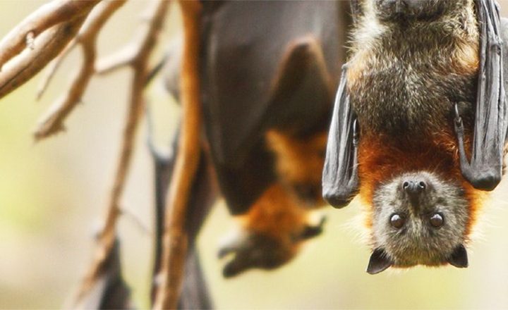 flying-foxes-animals-australia