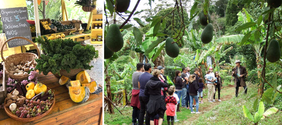 Freeman's Organic Farm