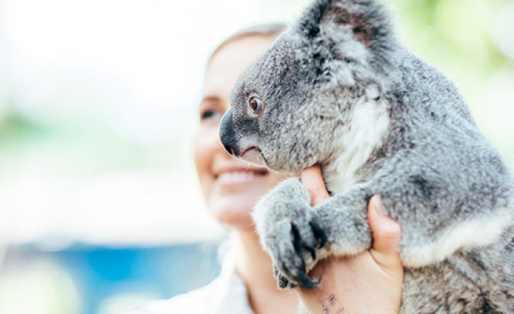 gold-coast-tourism-koala-photo