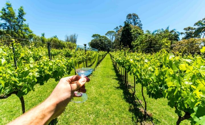 Gold Coast, The Gold Coast Australia, Wine Tours