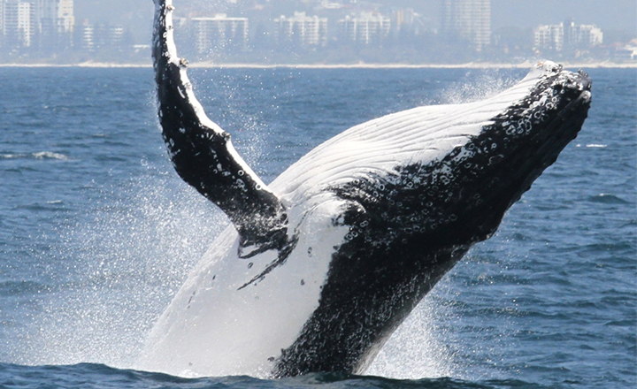 Humpback whale Spirit Whale Watching