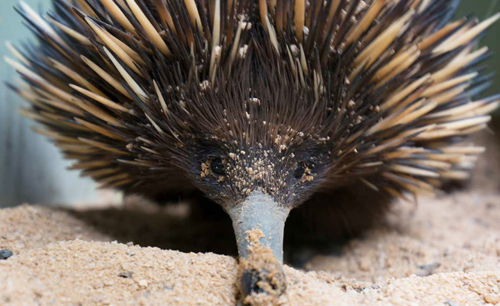 Short-beaked echidna at Currumbin Wildlife Sanctuary