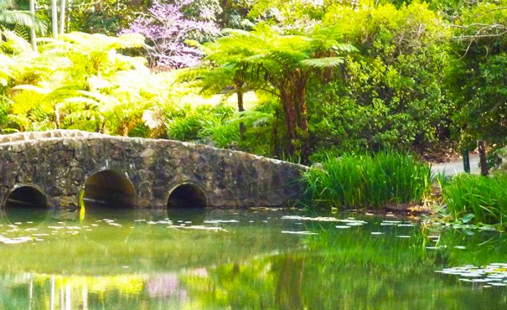 tamborine_mountain_botanic_gardens_banner