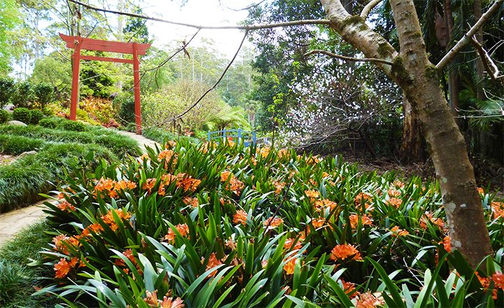 tamborine_mountain_botanic_gardens_image1